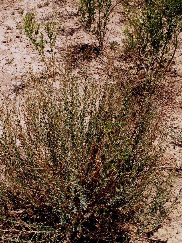 Image of Reaumuria turkestanica specimen.