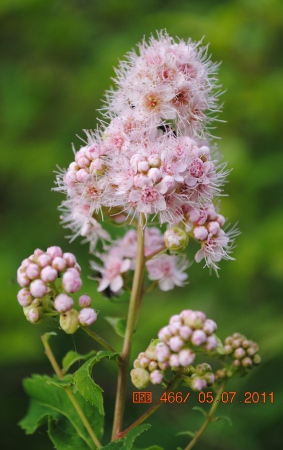 Image of Spiraea salicifolia specimen.