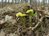 Tussilago farfara