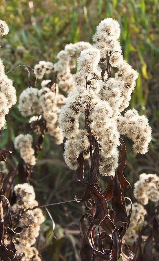 Изображение особи род Solidago.