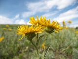 Inula oculus-christi