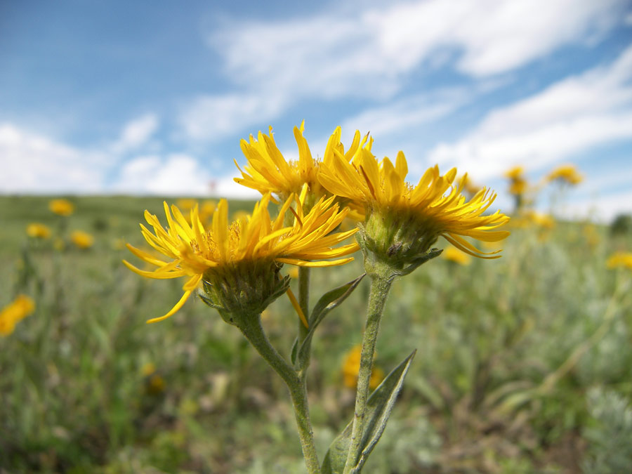 Изображение особи Inula oculus-christi.