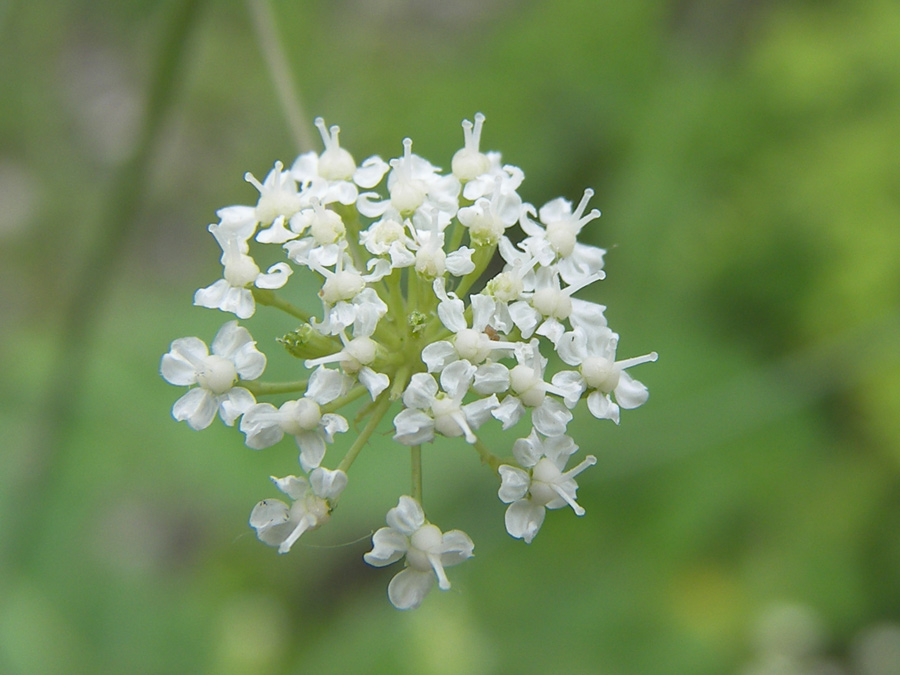 Изображение особи семейство Apiaceae.