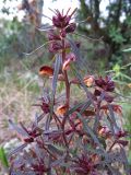 Pedicularis labradorica