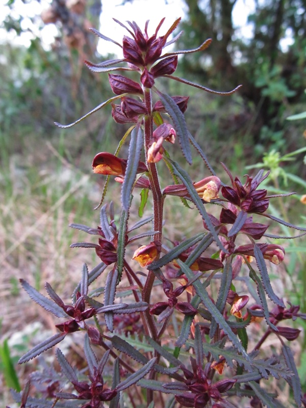 Image of Pedicularis labradorica specimen.