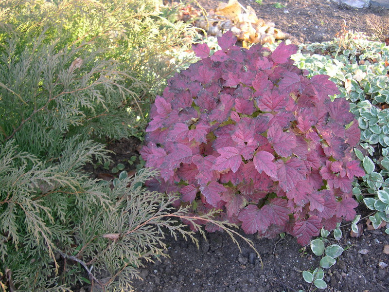 Изображение особи Viburnum opulus.