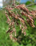 Calamagrostis langsdorffii