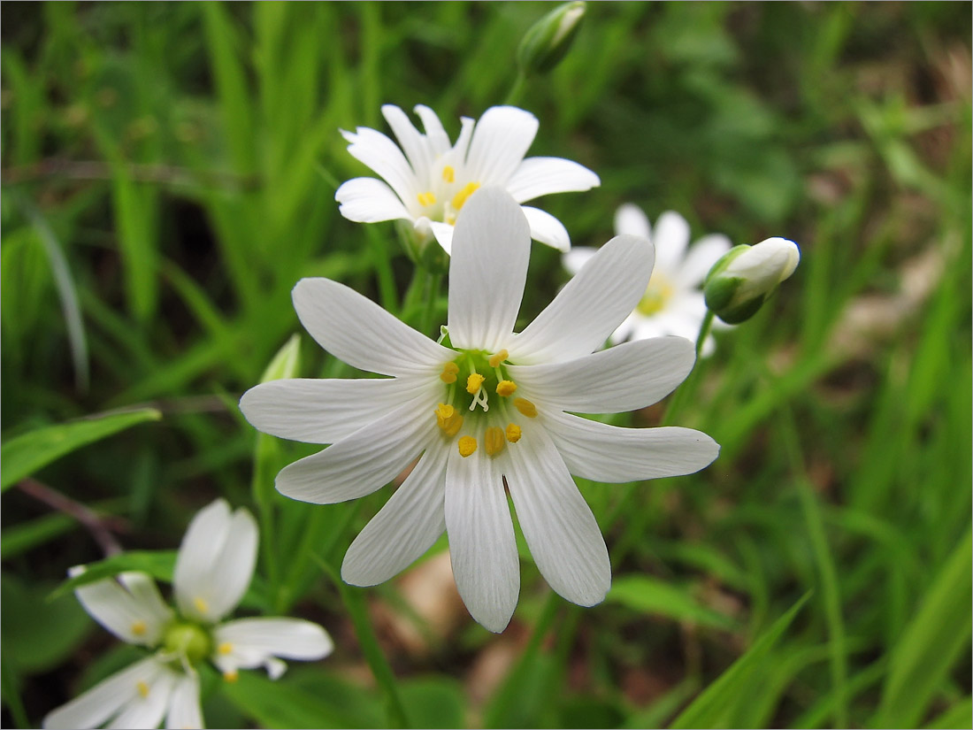 Image of Stellaria holostea specimen.