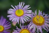 Erigeron speciosus