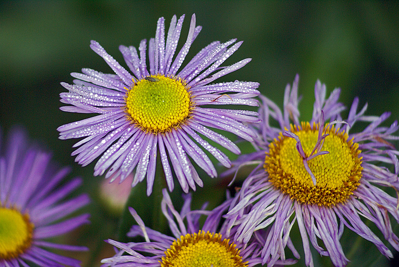 Изображение особи Erigeron speciosus.