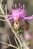 Centaurea novorossica