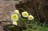 Papaver pseudocanescens. Цветки. Красноярский край, Западный Саян, склон хр. Борус. Июль 2011 г.