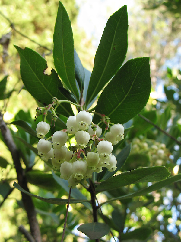 Изображение особи Arbutus unedo.