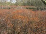 Myrica gale. Цветущие мужские растения на мелководье небольшого озера. Нидерланды, провинция Drenthe, национальный парк Drentsche Aa, болото Siepelveen. 19 апреля 2008 г.