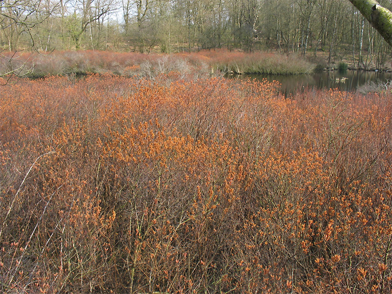 Image of Myrica gale specimen.