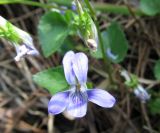 genus Viola