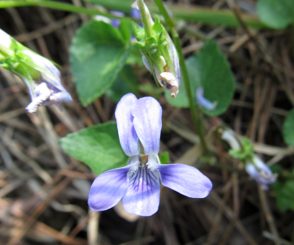 Изображение особи род Viola.