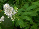 Spiraea alba. Верхушка цветущего растения. Смоленская обл., Смоленский р-н, пос. Каспля. 08.07.2011.