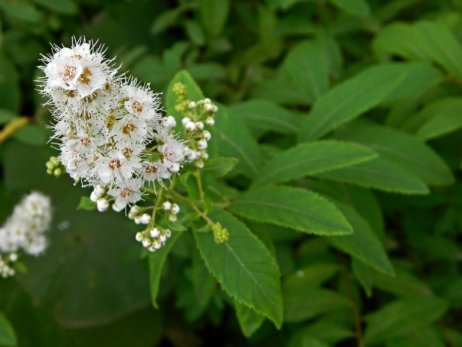 Изображение особи Spiraea alba.