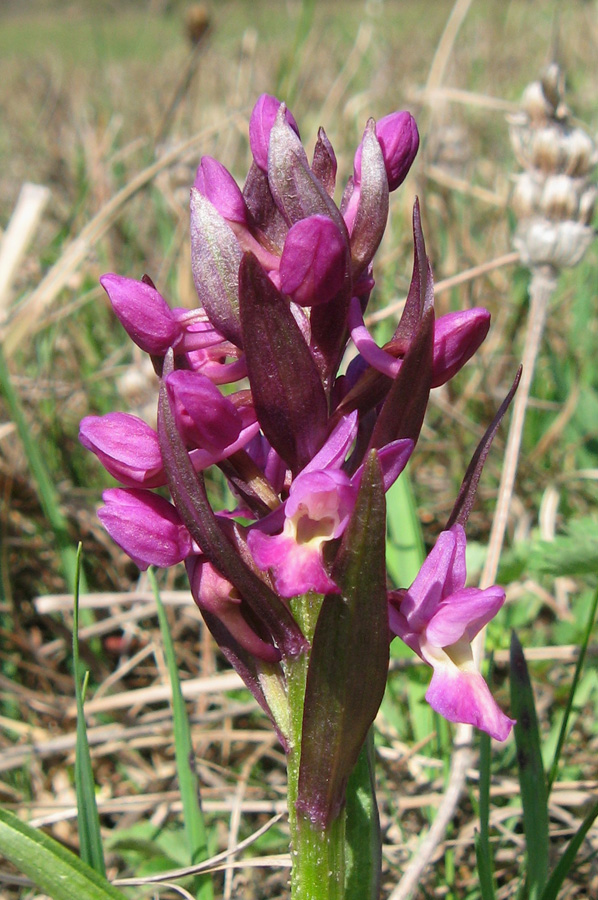 Изображение особи Dactylorhiza romana.