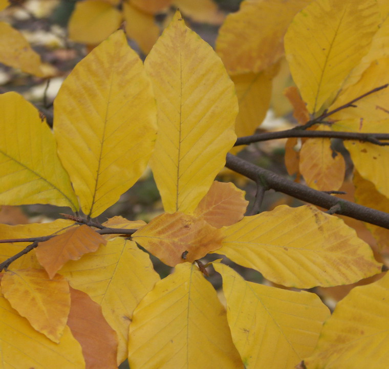 Изображение особи Fagus orientalis.