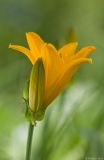 Hemerocallis middendorffii. Соцветие. г. Ростов-на-Дону, Бот. сад, в культуре 10.05.2012.