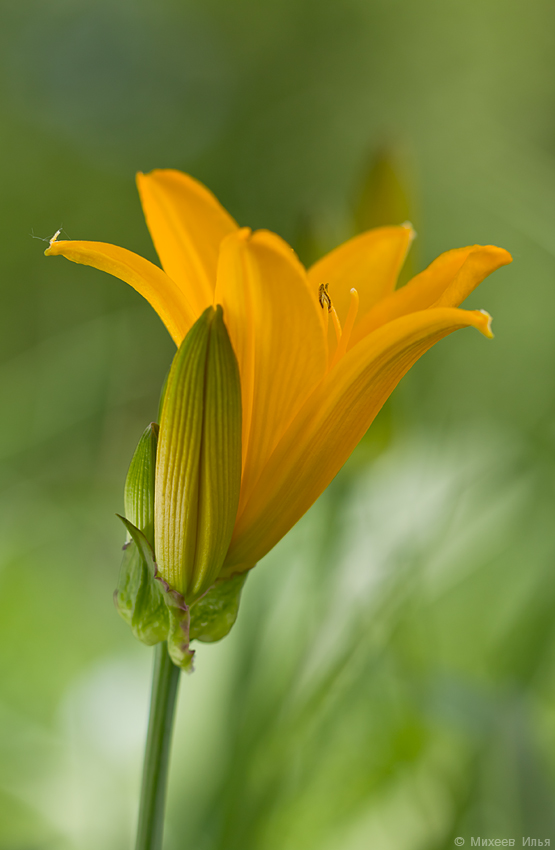 Image of Hemerocallis middendorffii specimen.