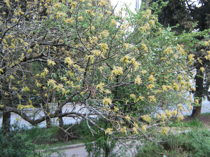 Image of Pistacia mutica specimen.