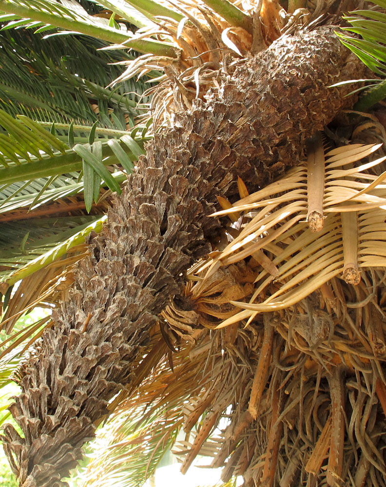 Image of Cycas revoluta specimen.