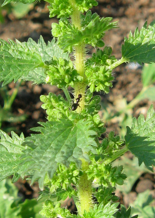 Image of Urtica urens specimen.