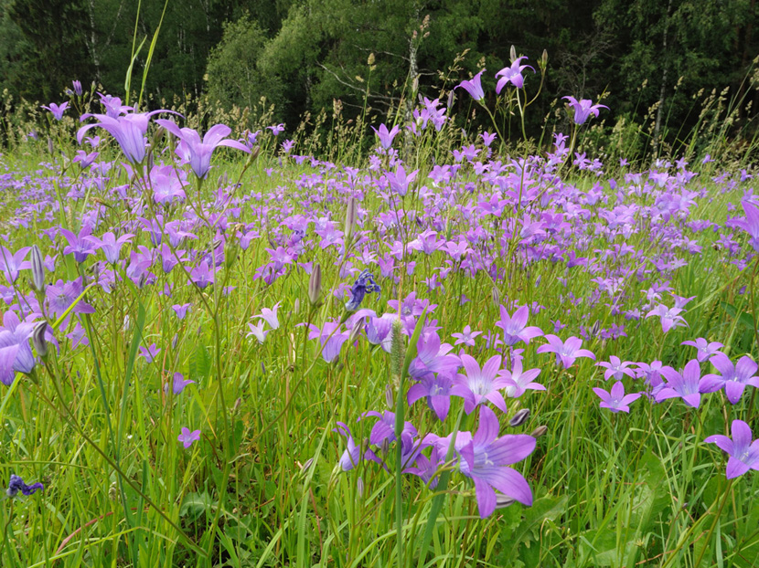 Image of Campanula patula specimen.