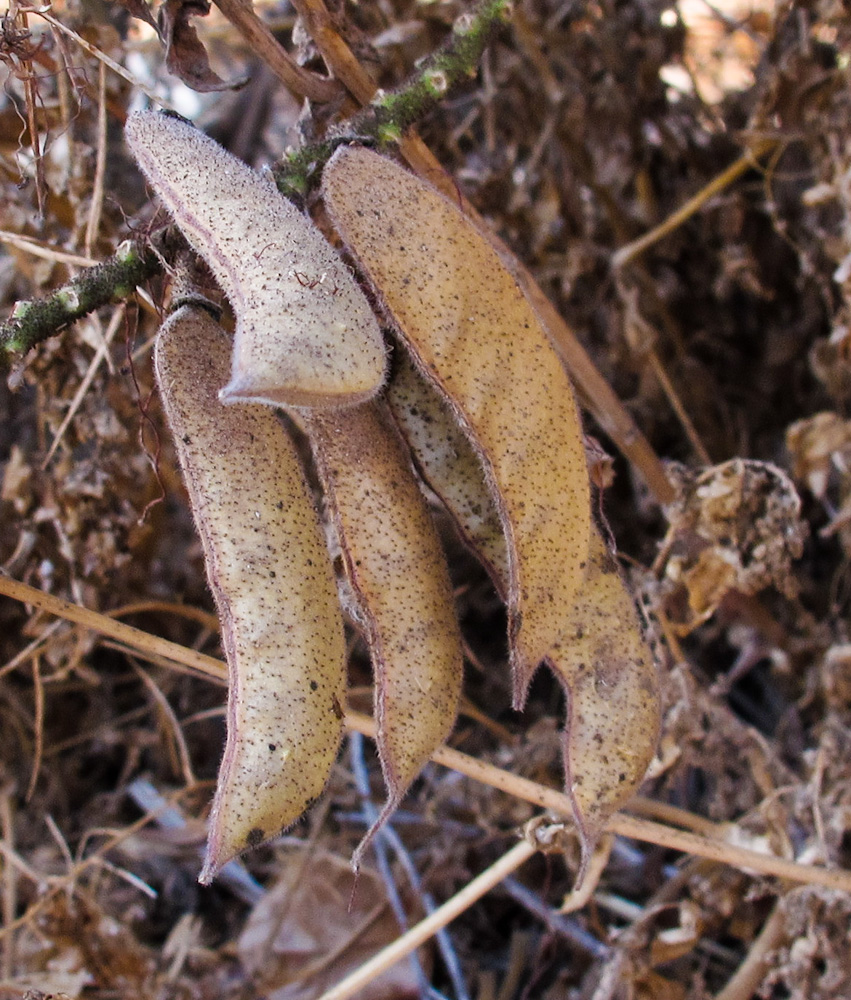 Изображение особи Caesalpinia gilliesii.