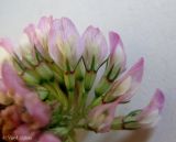 Trifolium repens. Часть соцветия с раскрытыми цветками. Украина, г. Киев, Южная Борщаговка, ул. Булгакова, спонтанный газон. 29 июня 2012 г.