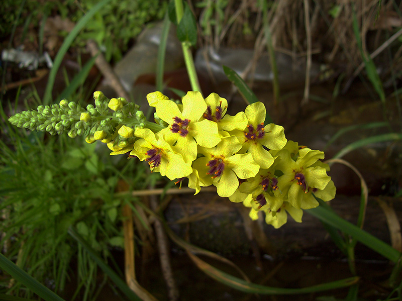 Изображение особи Verbascum nigrum.