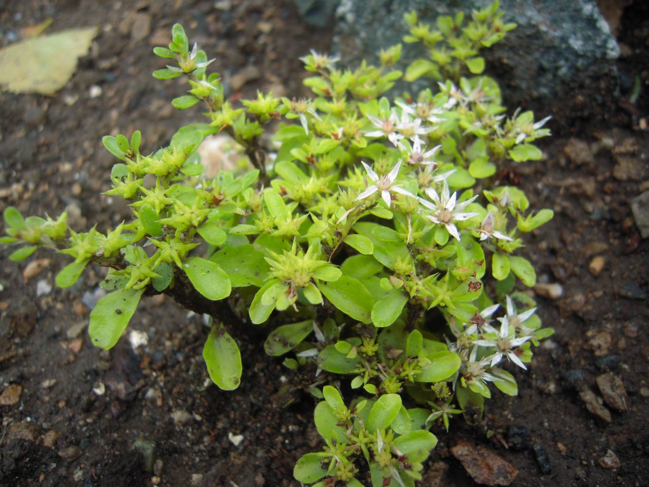 Изображение особи Sedum stoloniferum.