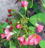 Oxalis tetraphylla. Соцветия. Подмосковье, г. Одинцово, клумба. Июль 2012 г.