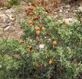 Amygdalus spinosissima. Ветви с плодами. Туркменистан, хр. Кугитанг. Июнь 2012 г.