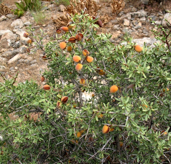 Image of Amygdalus spinosissima specimen.