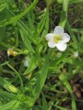 Gratiola officinalis