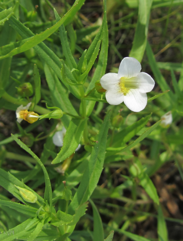 Изображение особи Gratiola officinalis.