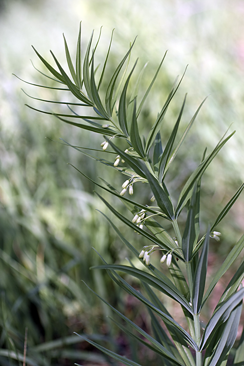 Image of Polygonatum sewerzowii specimen.