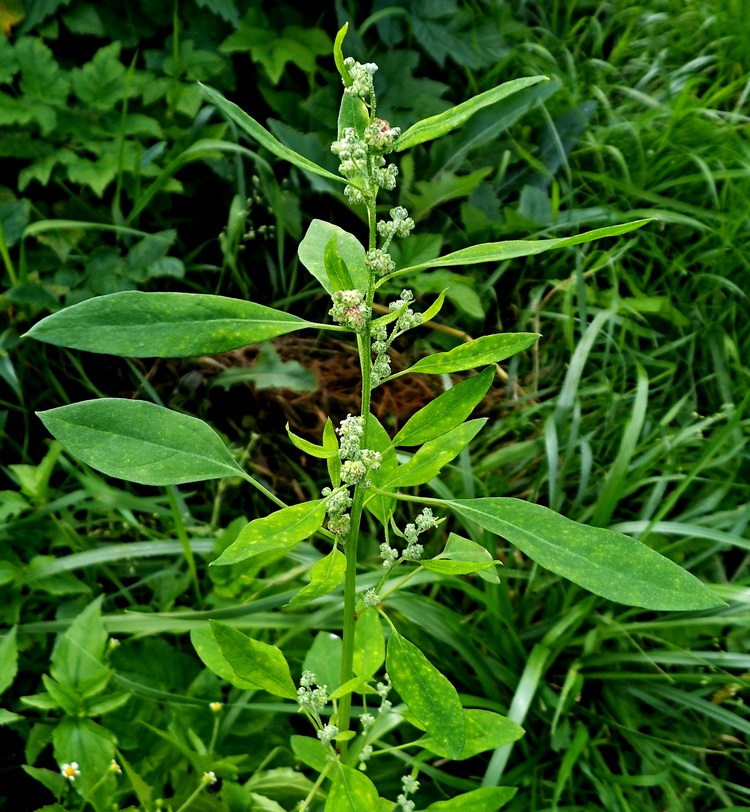 Изображение особи Chenopodium album.