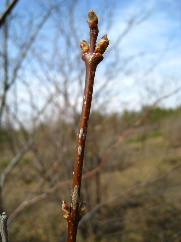 Изображение особи Syringa amurensis.