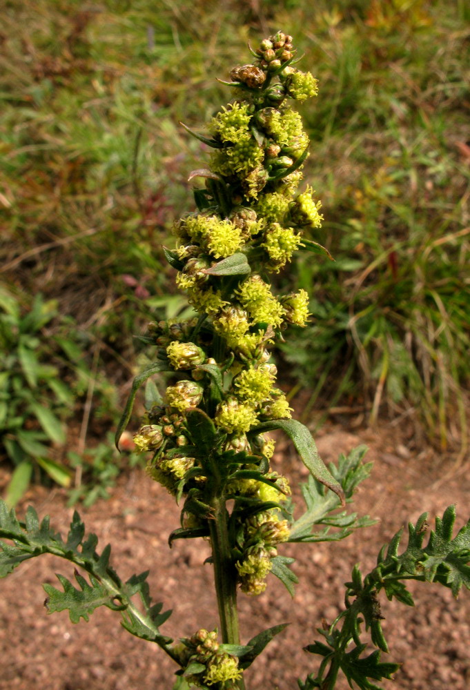 Image of Artemisia tanacetifolia specimen.