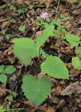 Saussurea grandifolia