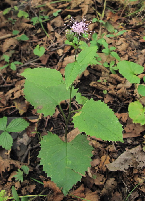 Image of Saussurea grandifolia specimen.