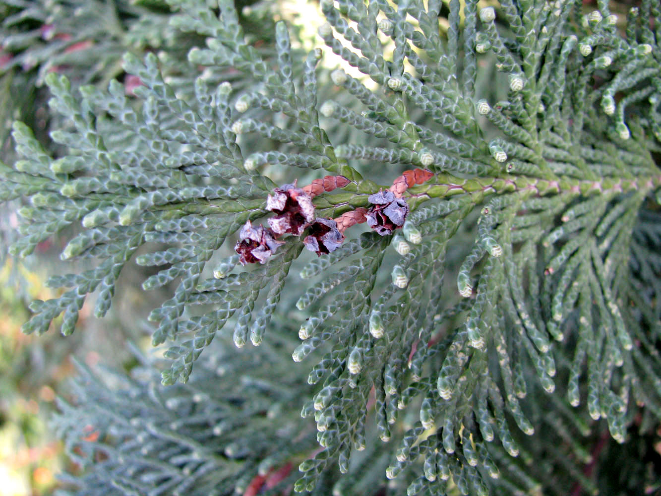 Image of Chamaecyparis lawsoniana specimen.