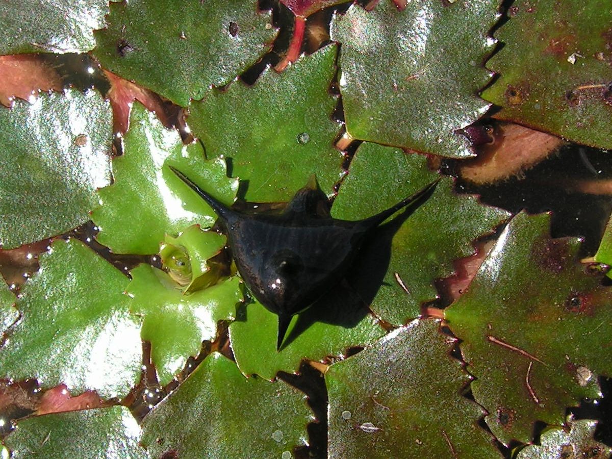 Image of Trapa incisa specimen.