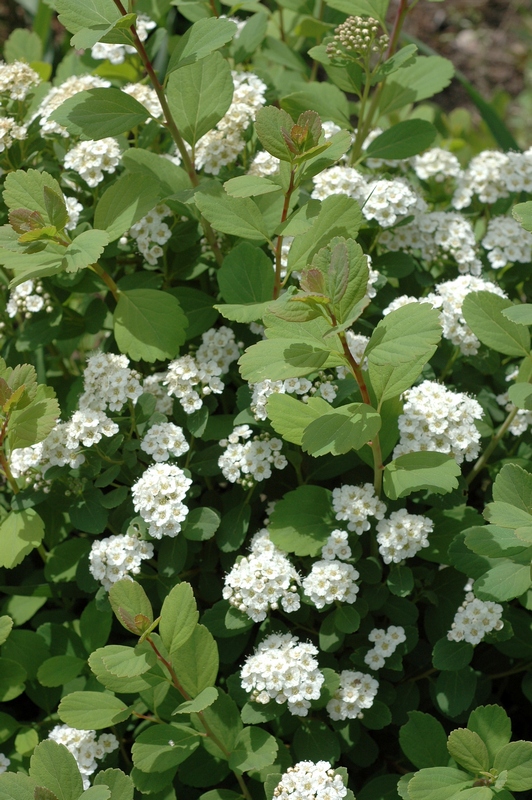 Image of Spiraea betulifolia specimen.