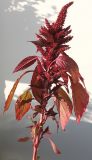 Amaranthus hypochondriacus